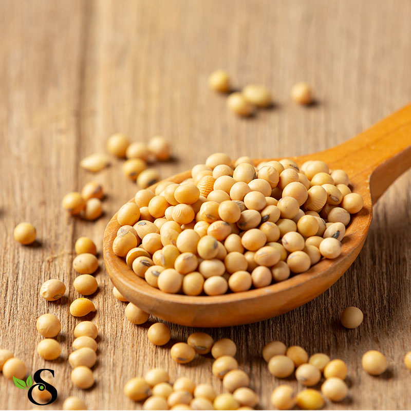 Soya Fasulyesi