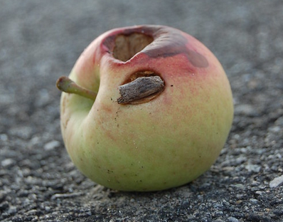 болезни яблонь и как их лечить