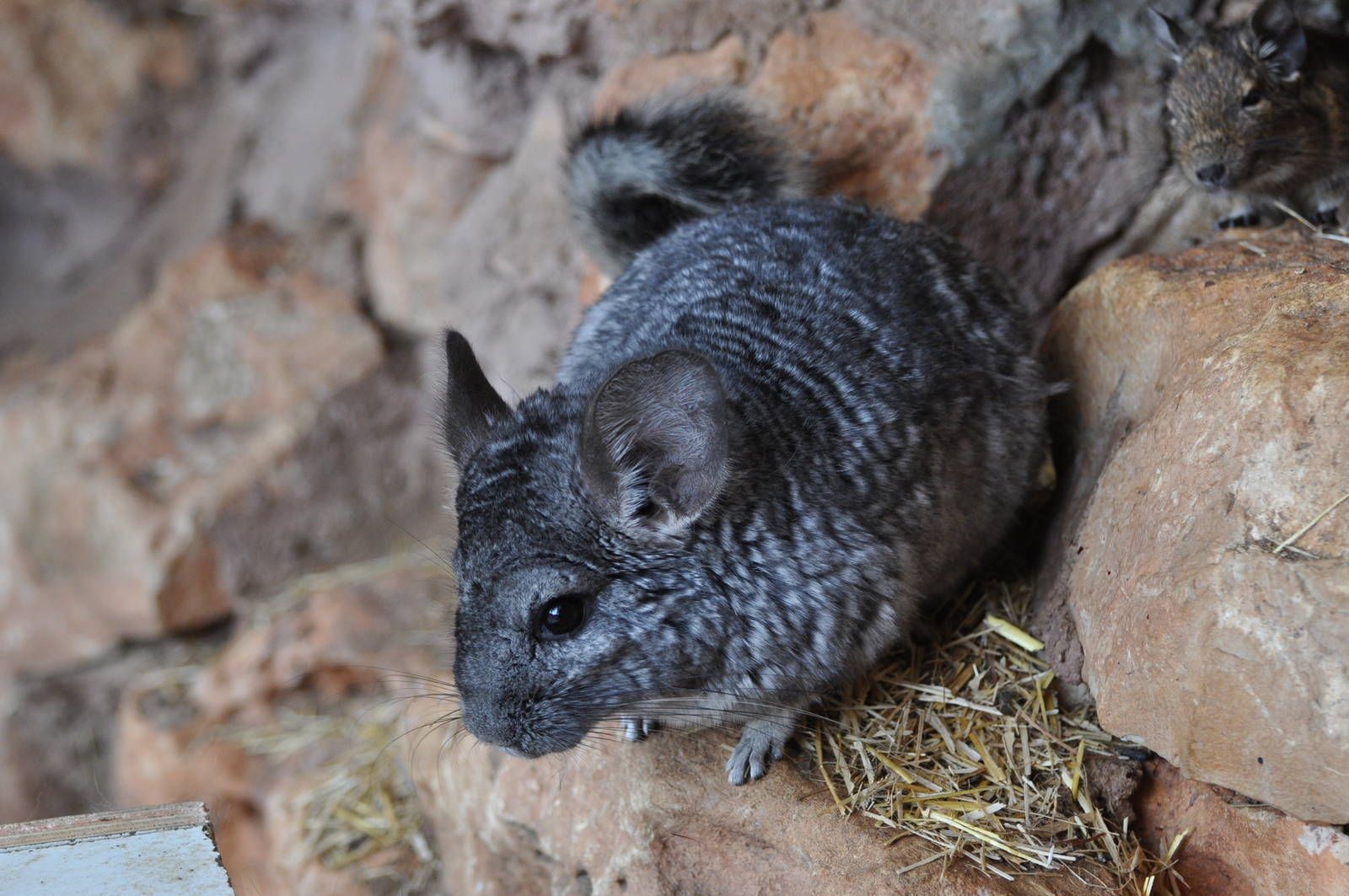 Locken Chinchilla