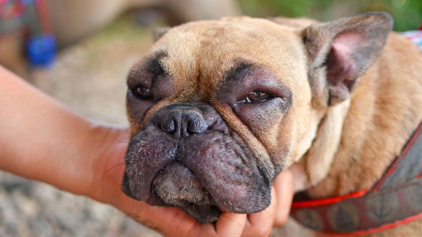 French bulldog dog with swollen face stung by a bee