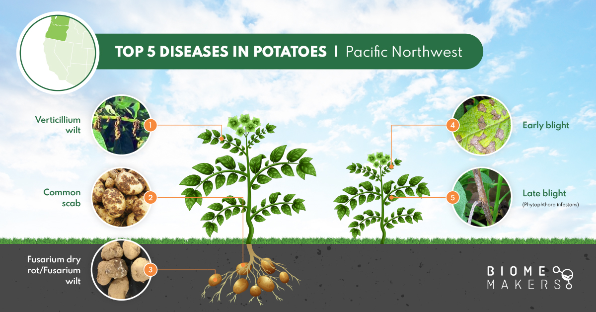 Top 5 diseases in Potatoes