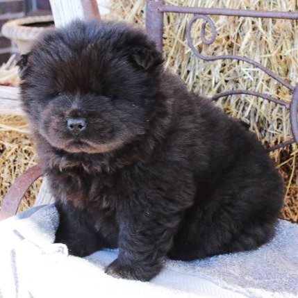 black chow chow puppy