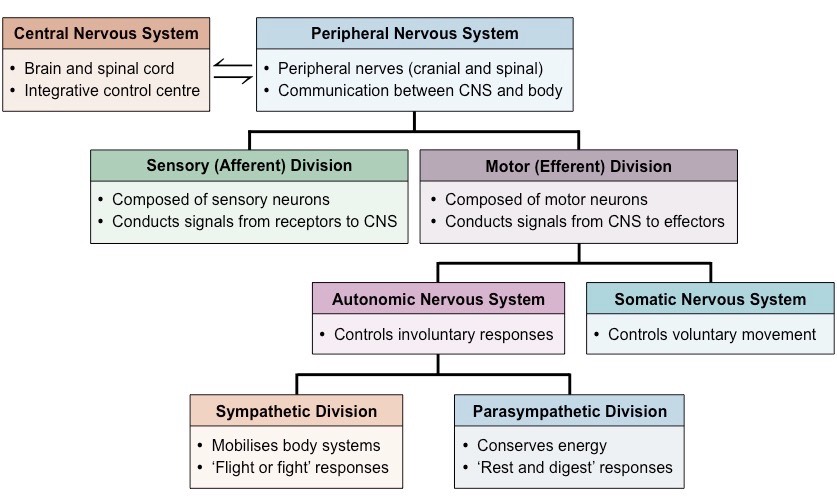 nerve system divisions