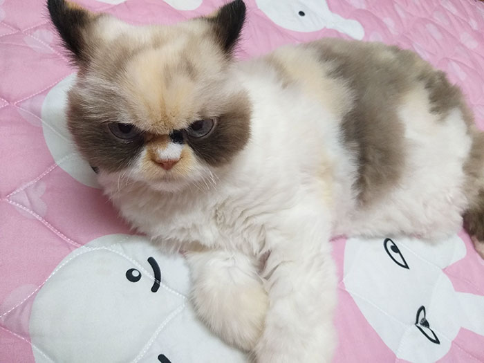 Meet The New Grumpy Cat That Looks Even Angrier Than Her Late Predecessor