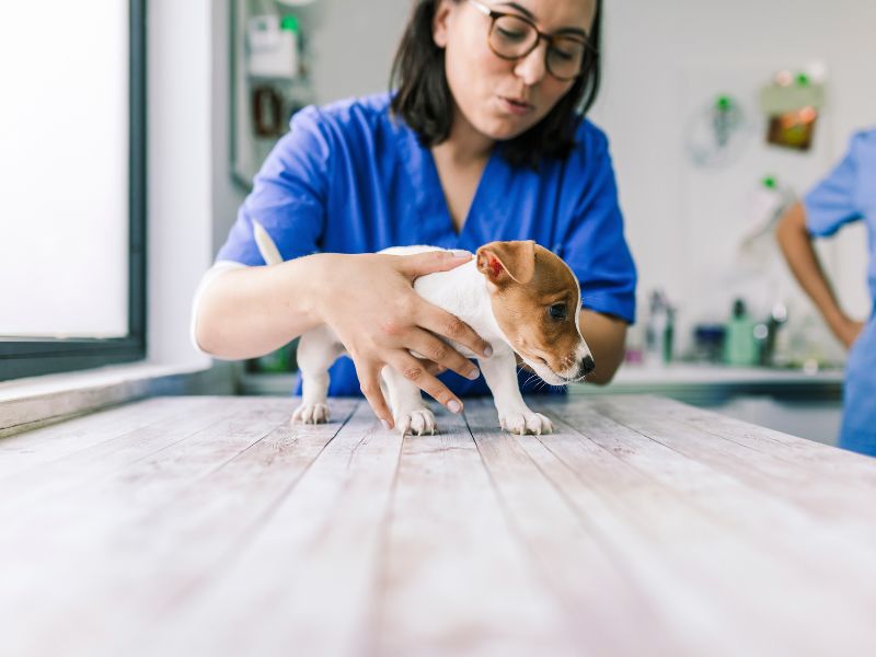 curso de castração de cães e gatos benefícios