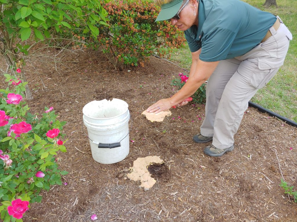 How do you get rid of mold on mulch