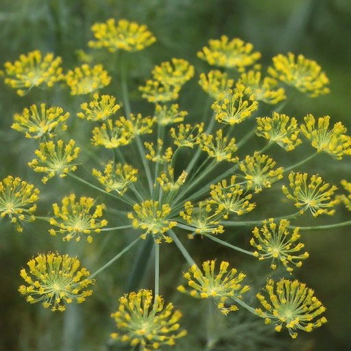 Encouraging Abundant Flowers and Seed Production