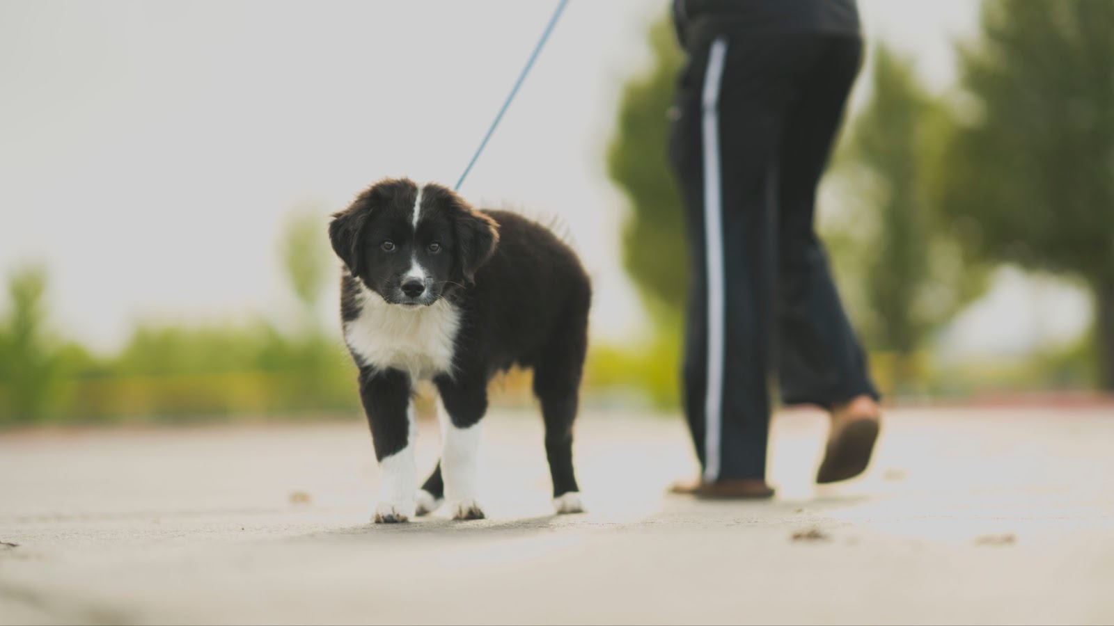 professional dog walker walking a black and white puppy