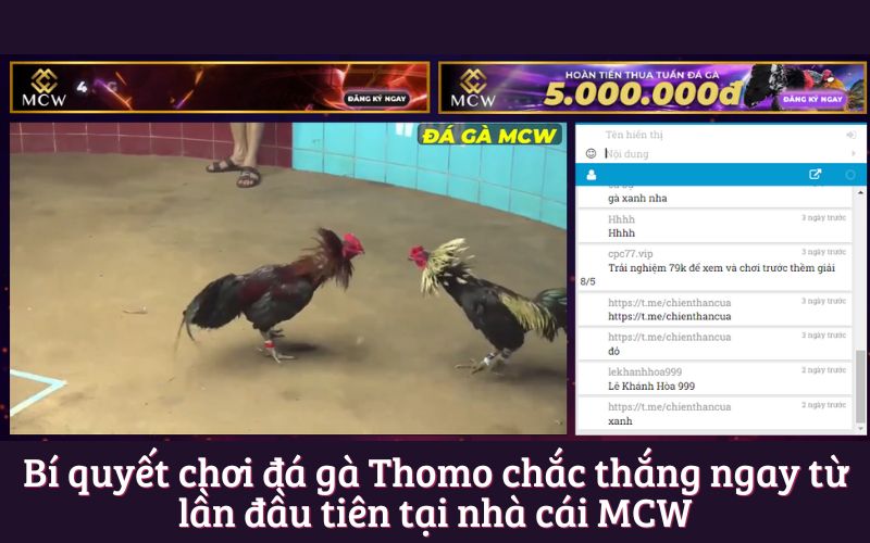 Bí quyết chơi đá gà Thomo chắc thắng ngay từ lần đầu tiên tại nhà cái MCW