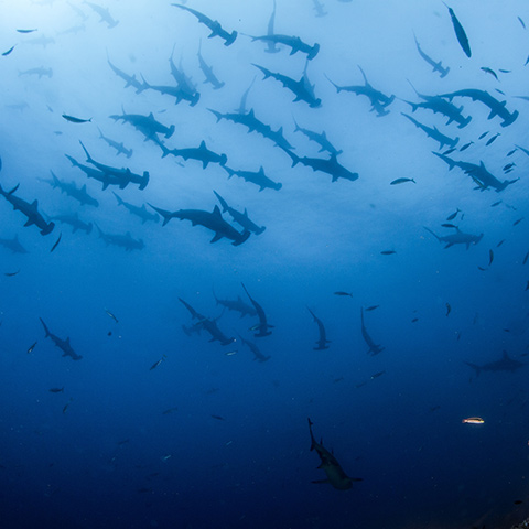 Hammerhead Shark in Banda Sea