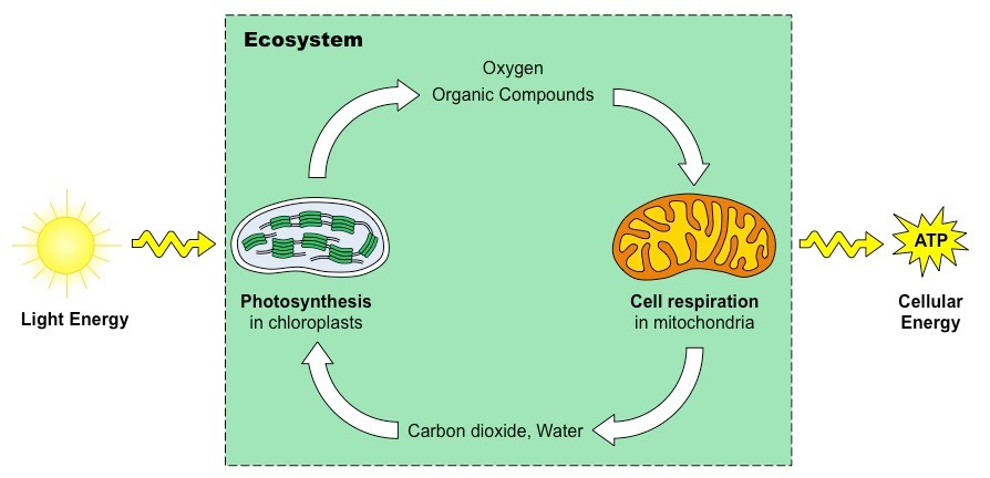 photosynthesis vs cell respiration