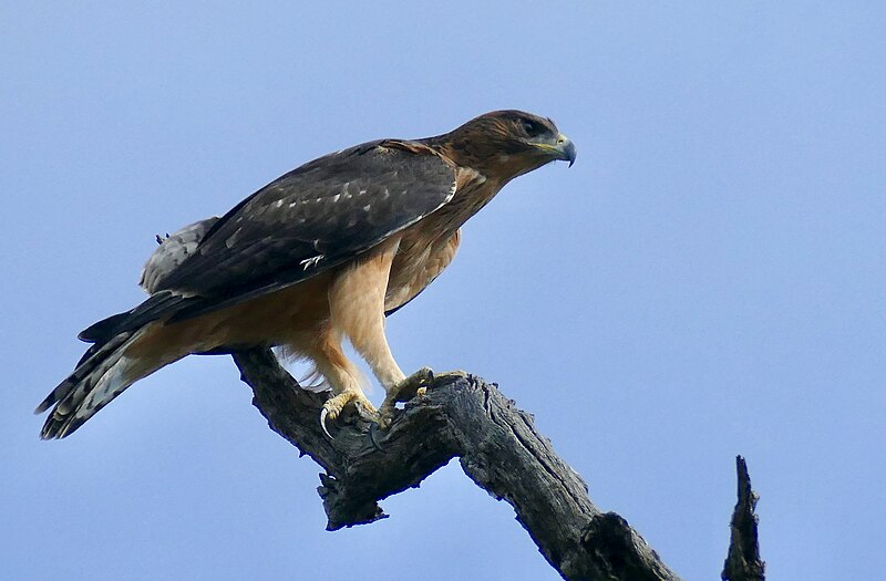 African Hawk Eagle