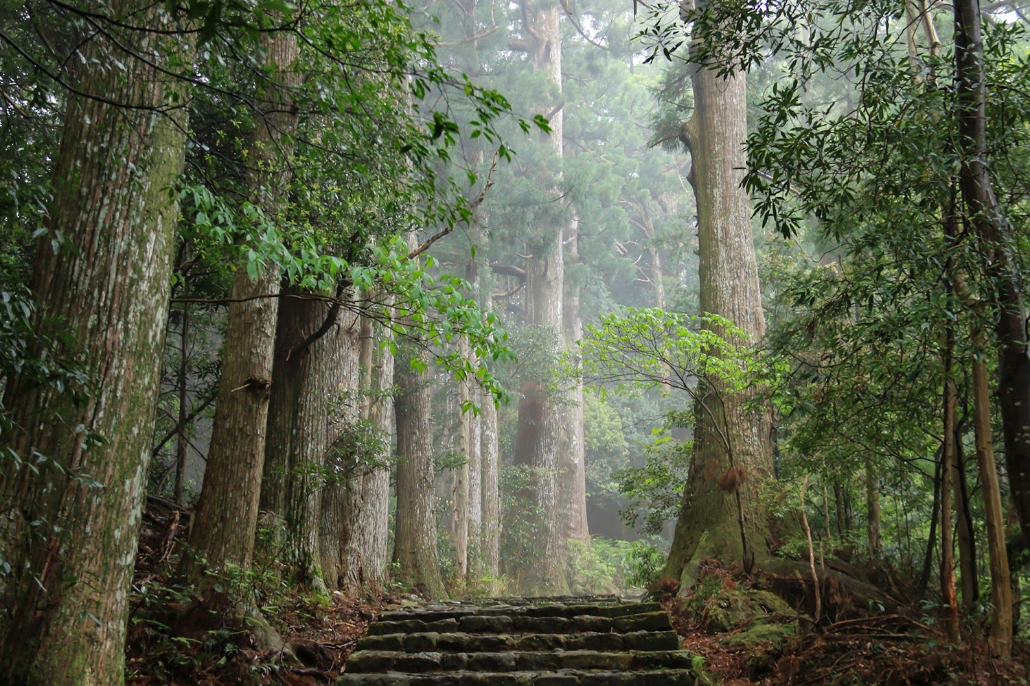 美しい海と山々に囲まれた和歌山。名湯や世界遺産にも注目