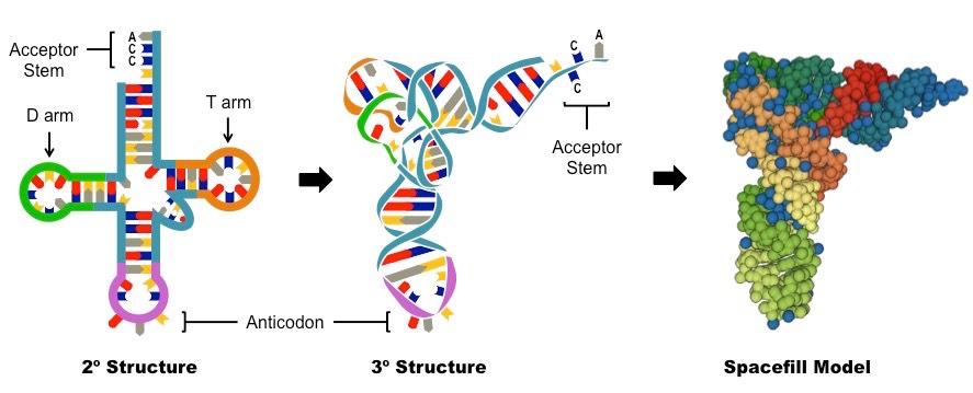 tRNA structure