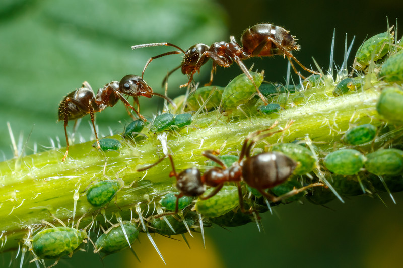 What herbs keep ants away