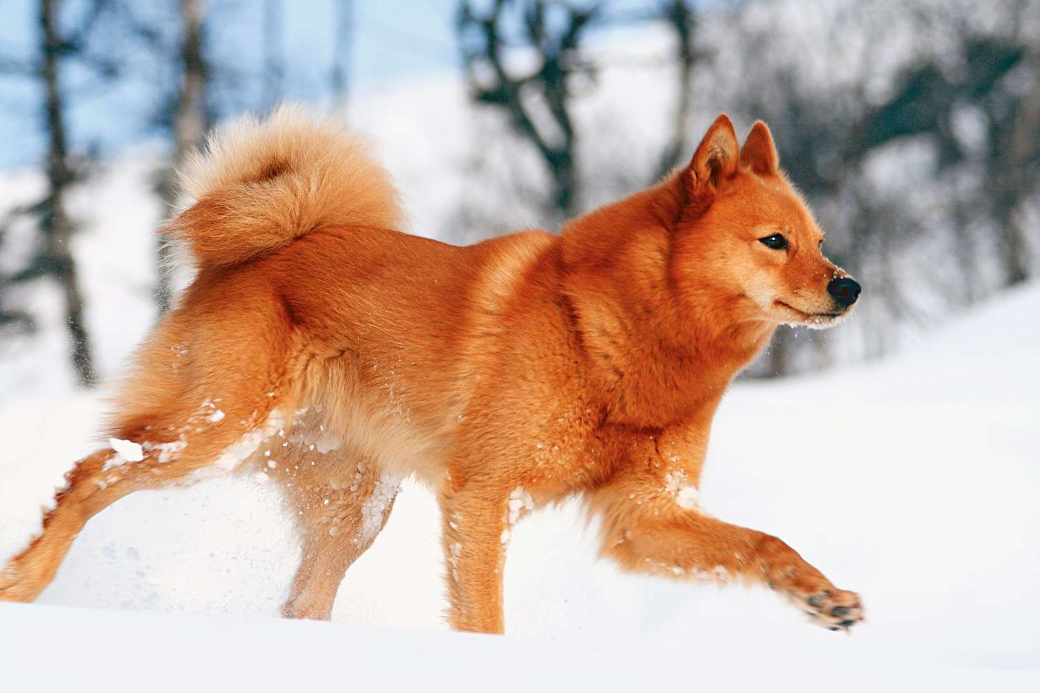 Dogs That Look Like Foxes