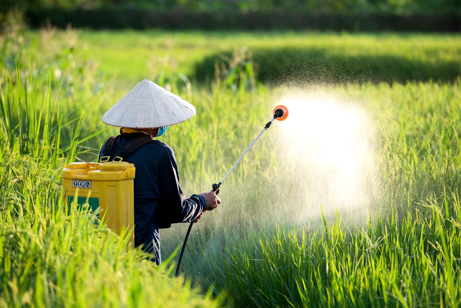 Petani menggunakan pestisida, pestisida organik, pengendalian hama, uji efikasi pestisida