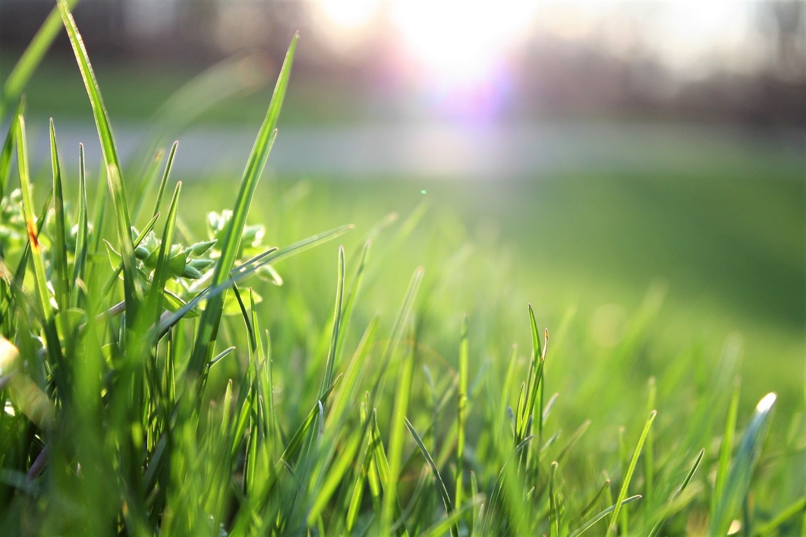 Какая газонная трава лучше истребляет сорняки?