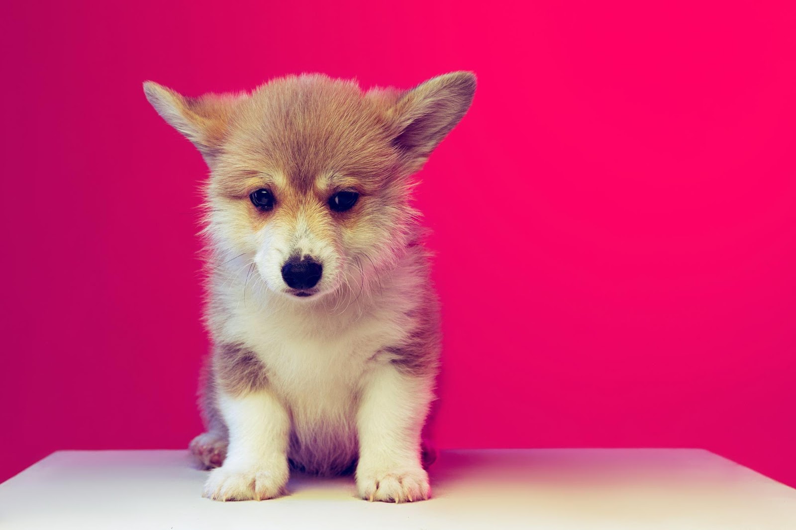 The Rise of Puppy Cams: How Tech Innovations are Shaping Our Interactions  with Pets