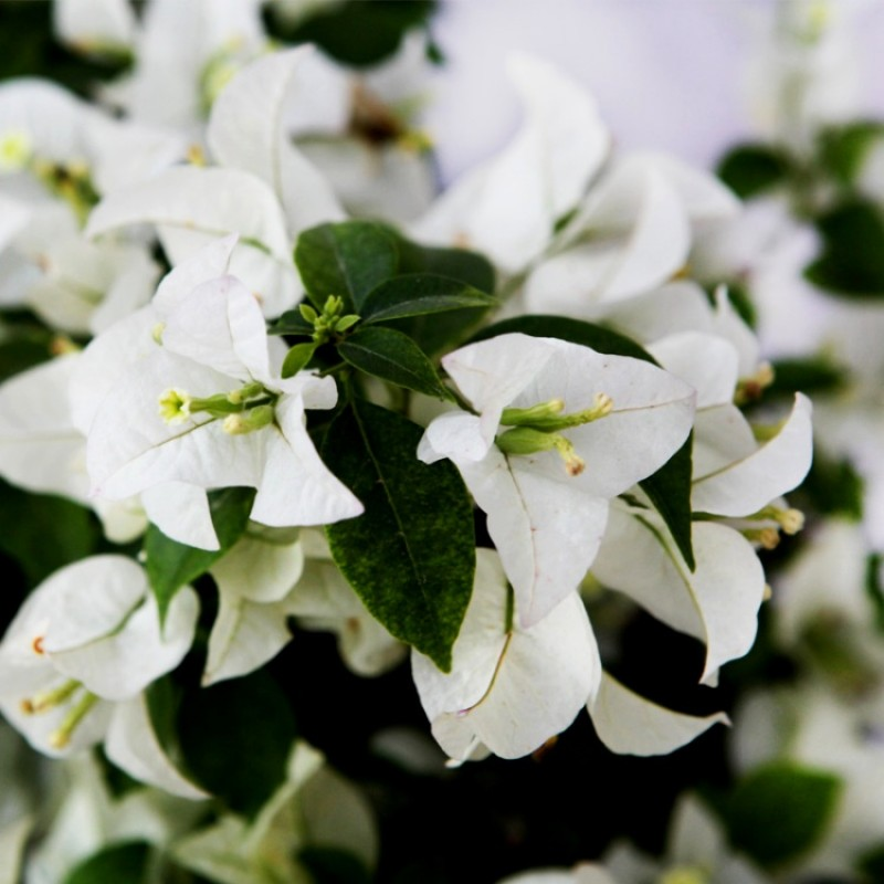 White Bougainvillea (Bougainvillea glabra 'White')