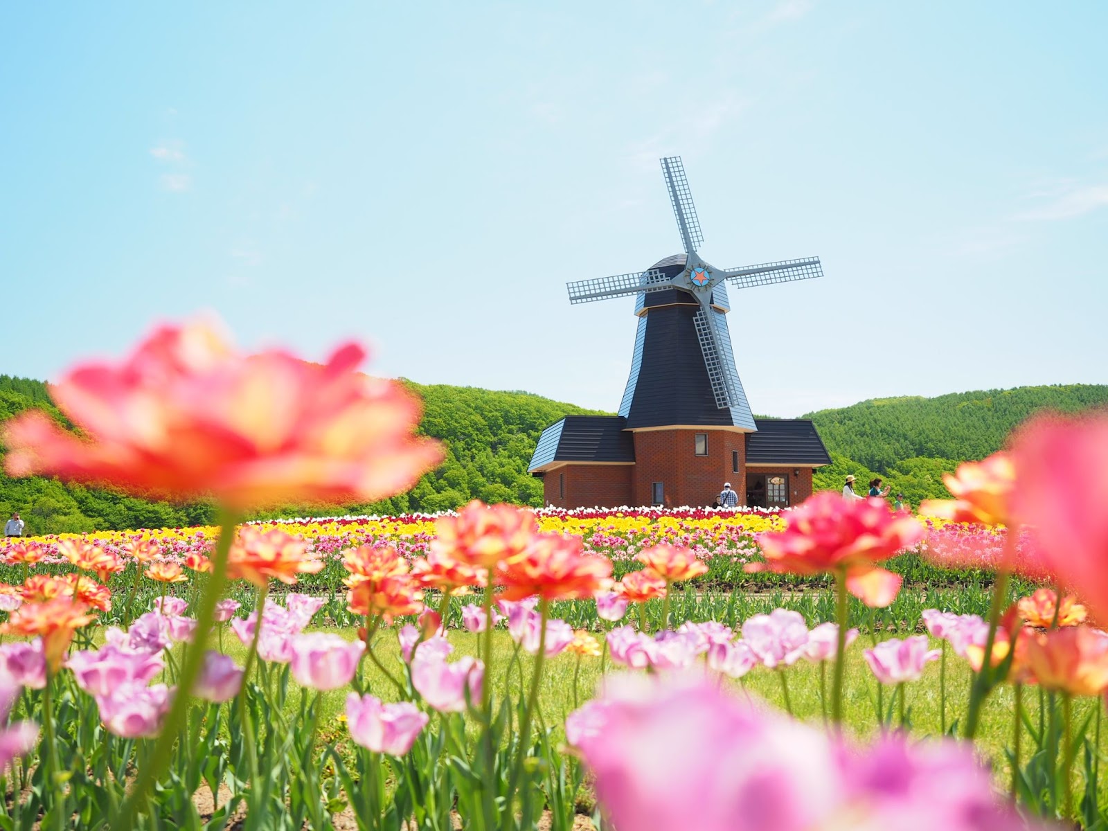 1、オランダの風車と200品種のチューリップ「かみゆうべつチューリップ公園」