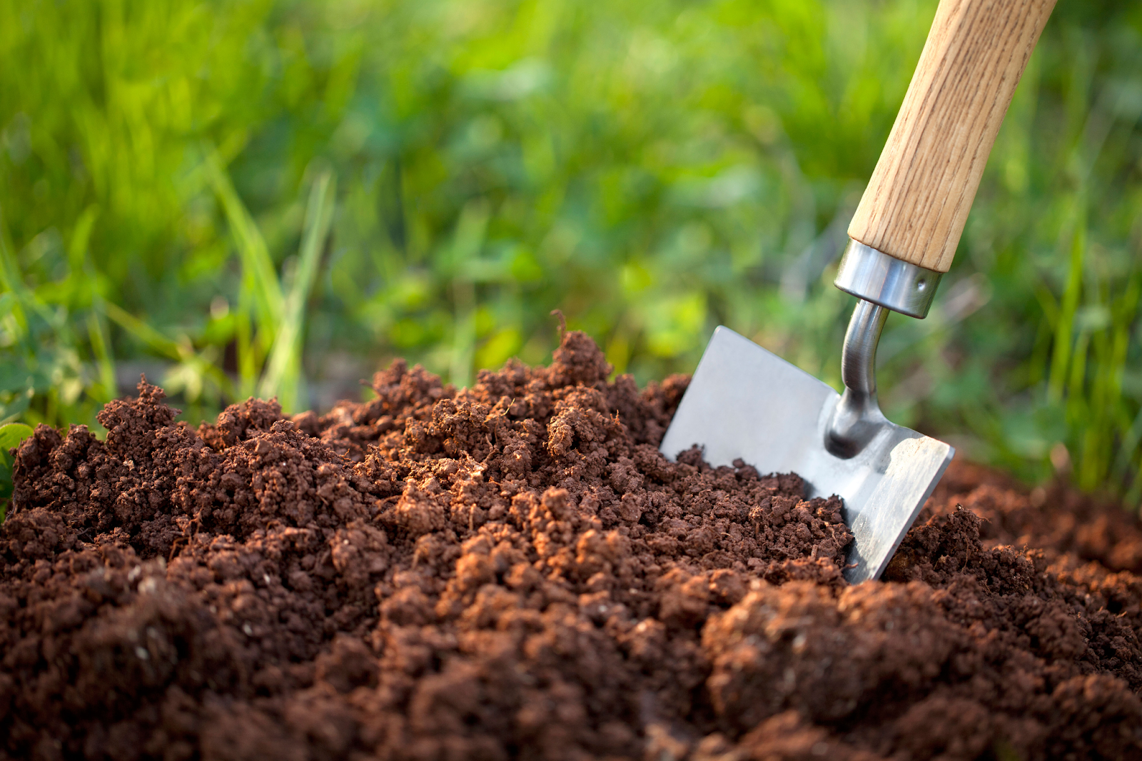 Use well-draining soil and slightly acidic soil