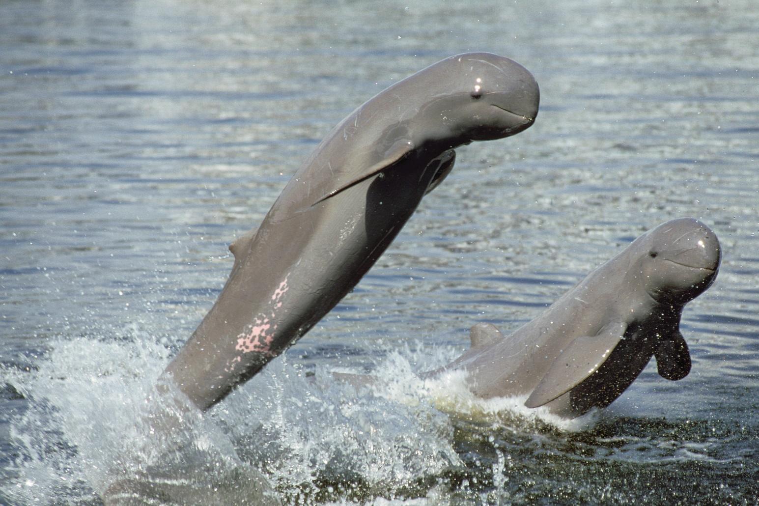 C:\Users\DELL\Downloads\Mekong River Dolphins in Kratie Province (1).jpg