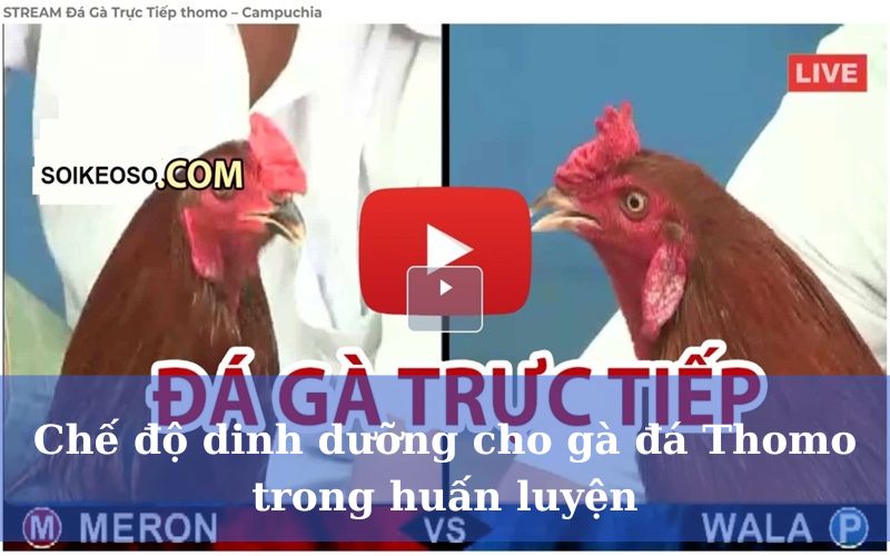 Chế độ dinh dưỡng cho gà đá Thomo trong huấn luyện