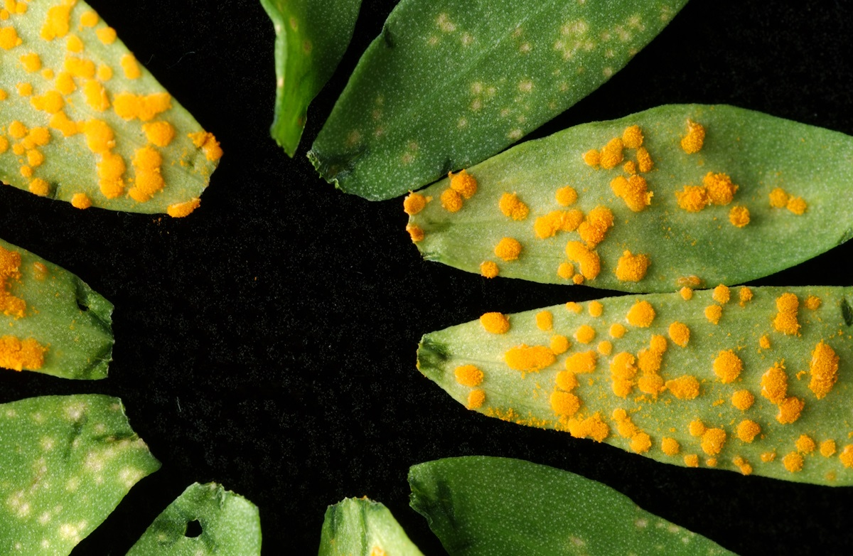 Rust Spots on Cactus: Causes and Fixes