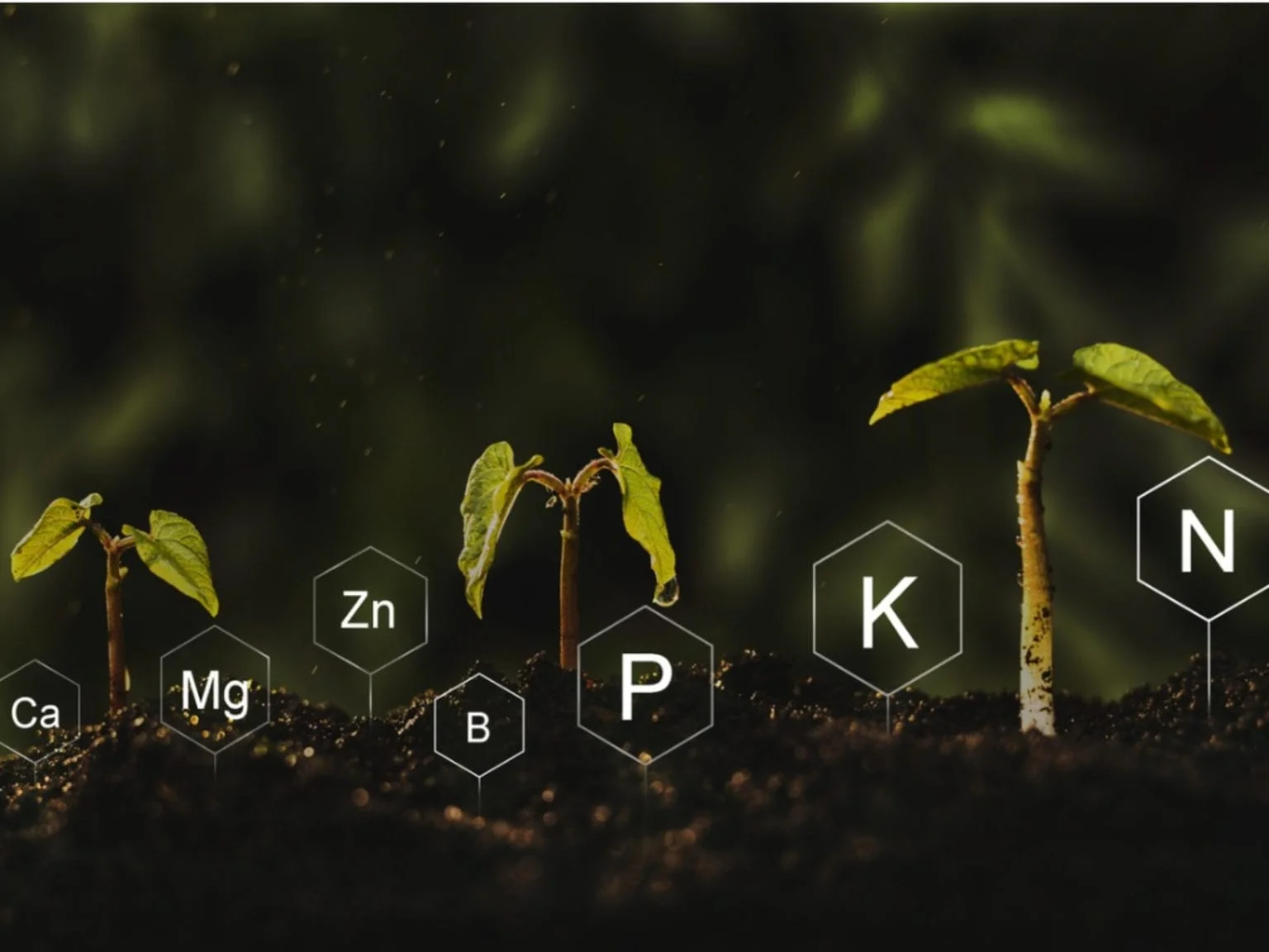 Excessive Nitrogen