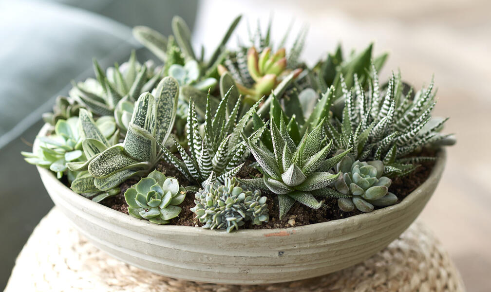 Miniature garden of succulents in a bowl