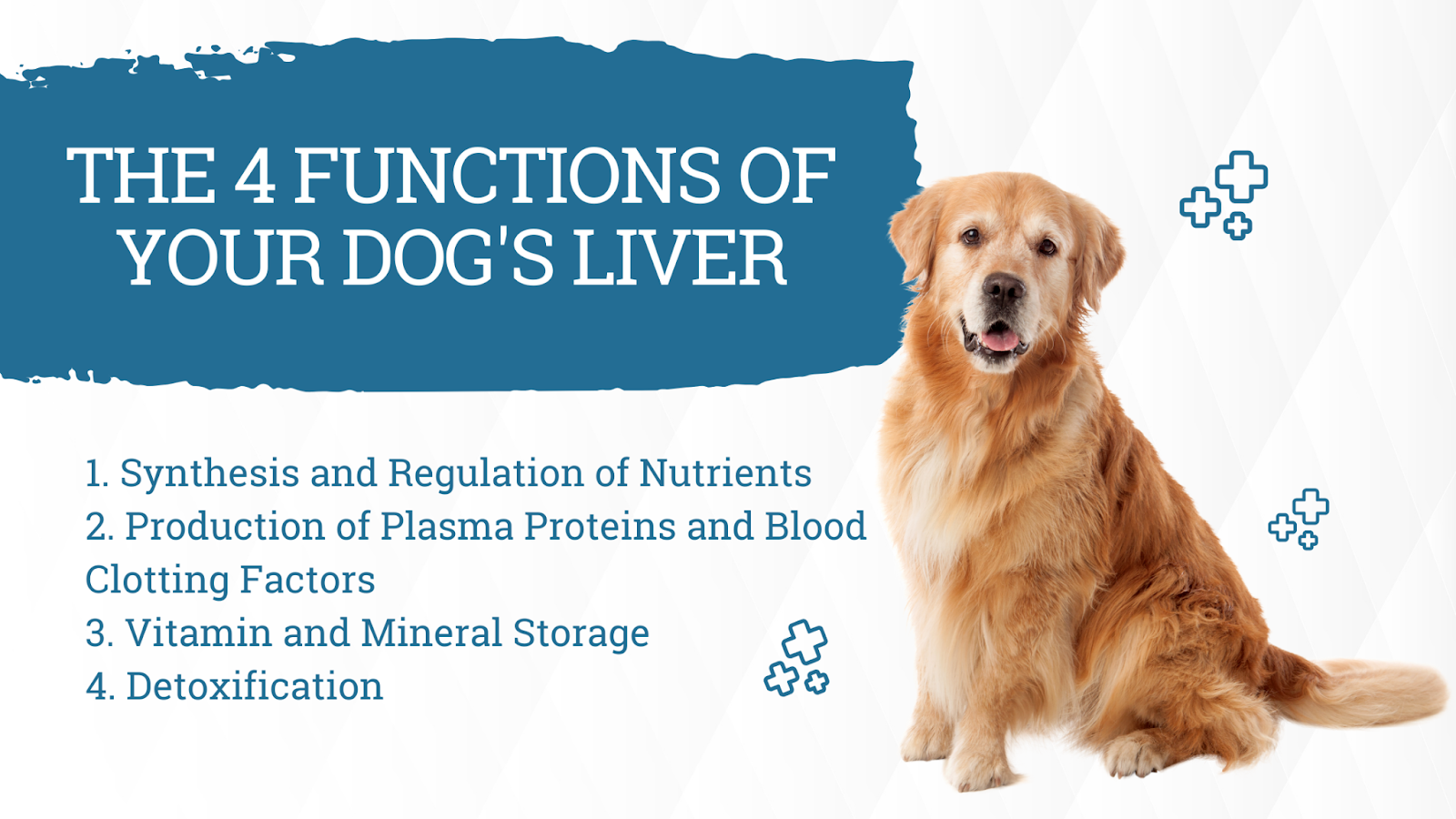 4 functions of a dog's liver