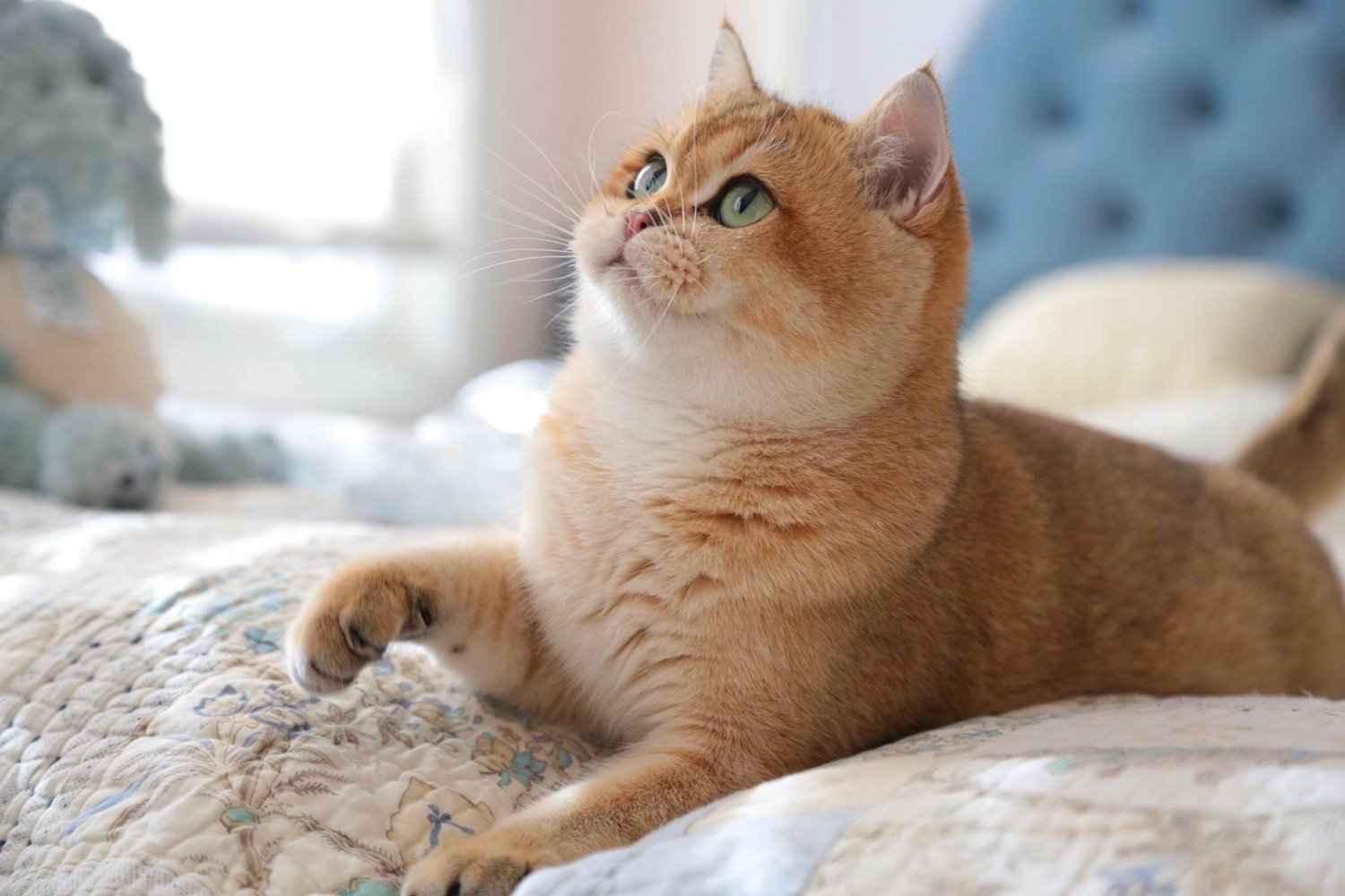 Golden Chinchilla Persian