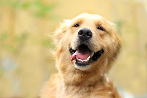 Happy dog smiling to represent having a healthy diet