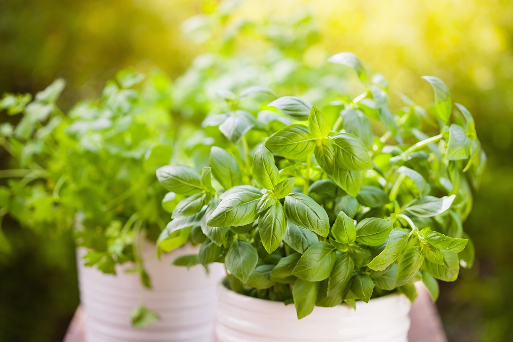 Provide sufficient light to the basil plant