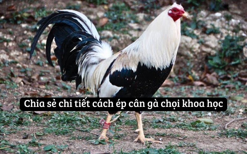 Chia sẻ chi tiết cách ép cân gà chọi khoa học