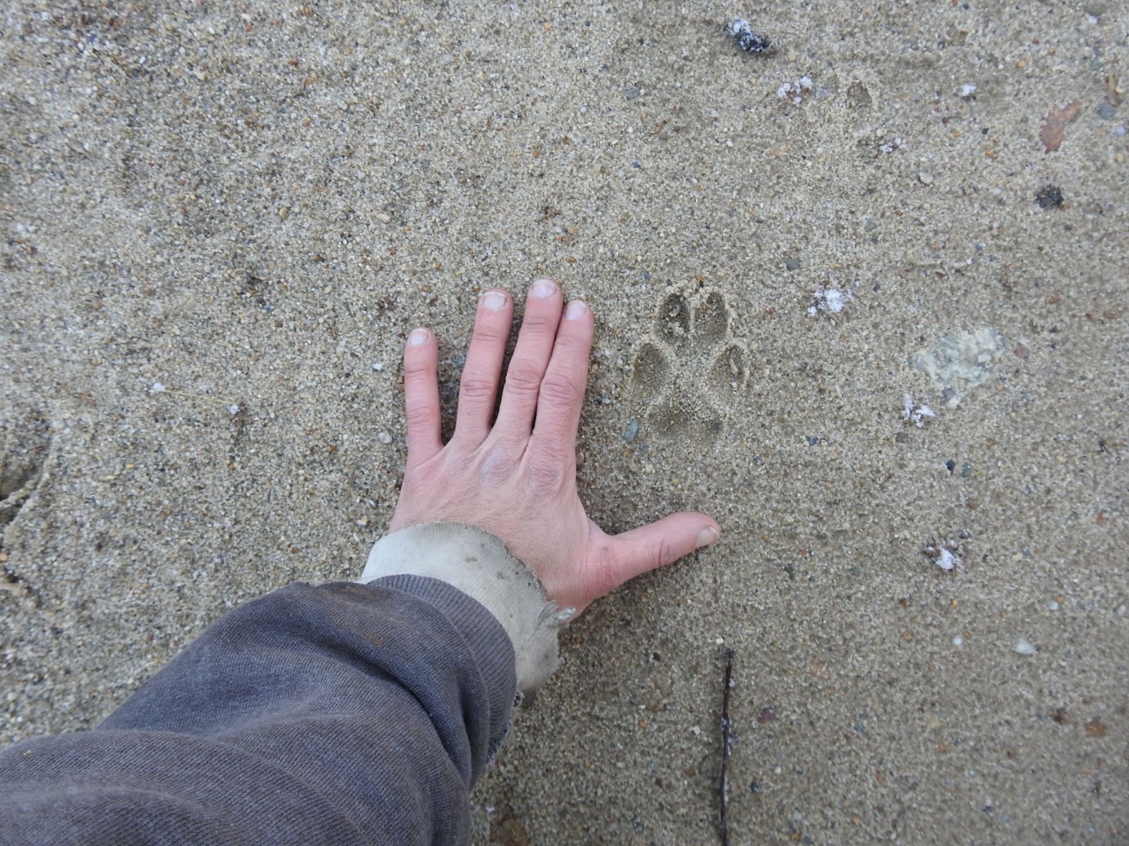 Coyote print in wet sand next to a human hand for size comparison.