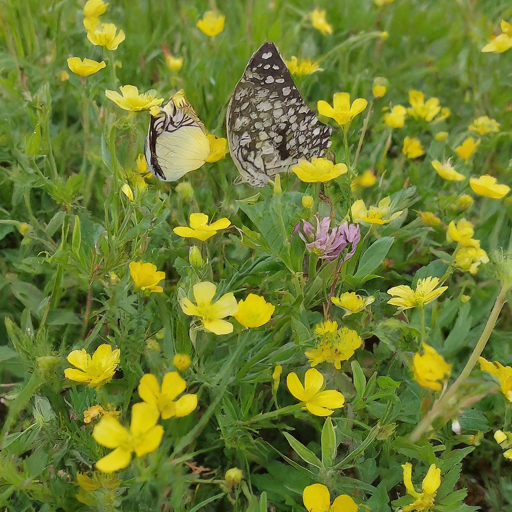 Benefits of Growing Meadow Crowfoot