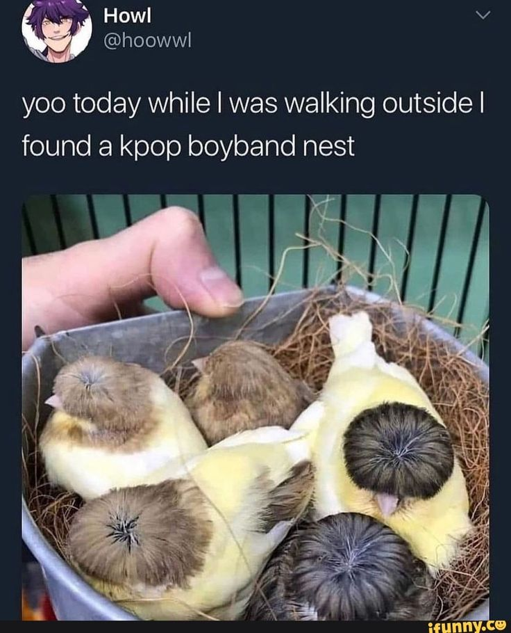 Caption: yoo today while I was walking outside I found a kpop boyband next

Photo: yellow birds with the classic kpop hairstyle look on the top of their heads.