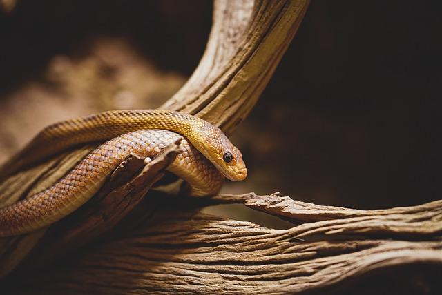 Horseshoe snake