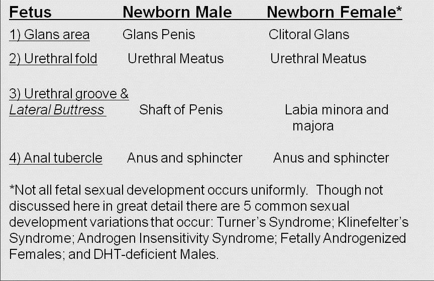 External image showing the “Similar Sexual Development in the Male and Female Fetus”. The image shows a list of the developmental stages for fetuses. Number 1 on the list is Fetus Glans Area, newborn male develop Glans penis and newborn females develop clitoral glans. Number 2 on the list is Fetus urethral fold, newborn male develop urethral meatus and newborn females develop urethral meatus. Number 3 on the list is Fetus urethral groove & lateral buttress, newborn male develop shaft of penis and newborn females develop labia minora and majora. Number 3 on the list is Fetus anal tube, newborn male develop anus and sphincter and newborn females develop anus and sphincter. Under the list it says: “Not all fetal sexual development occurs uniformly. Though not discussed here in great detail there are 5 common sexual development variations that occur: Turner’s Syndrome; Klinefelter’s syndrome; Androgen Insensitivity Syndrome; Fetally Androgenized Females; and DHT-deficient males.