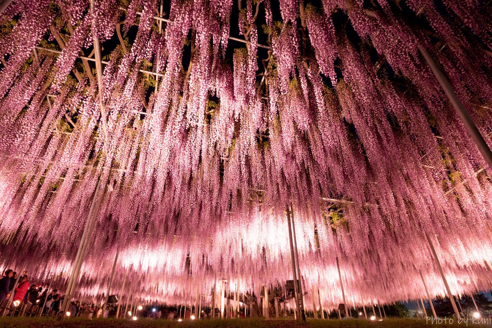 Ashikaga Flower Park Night View