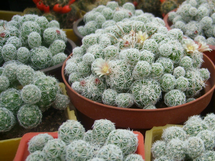 Thimble Cactus (Mammillaria gracilis fragilis)