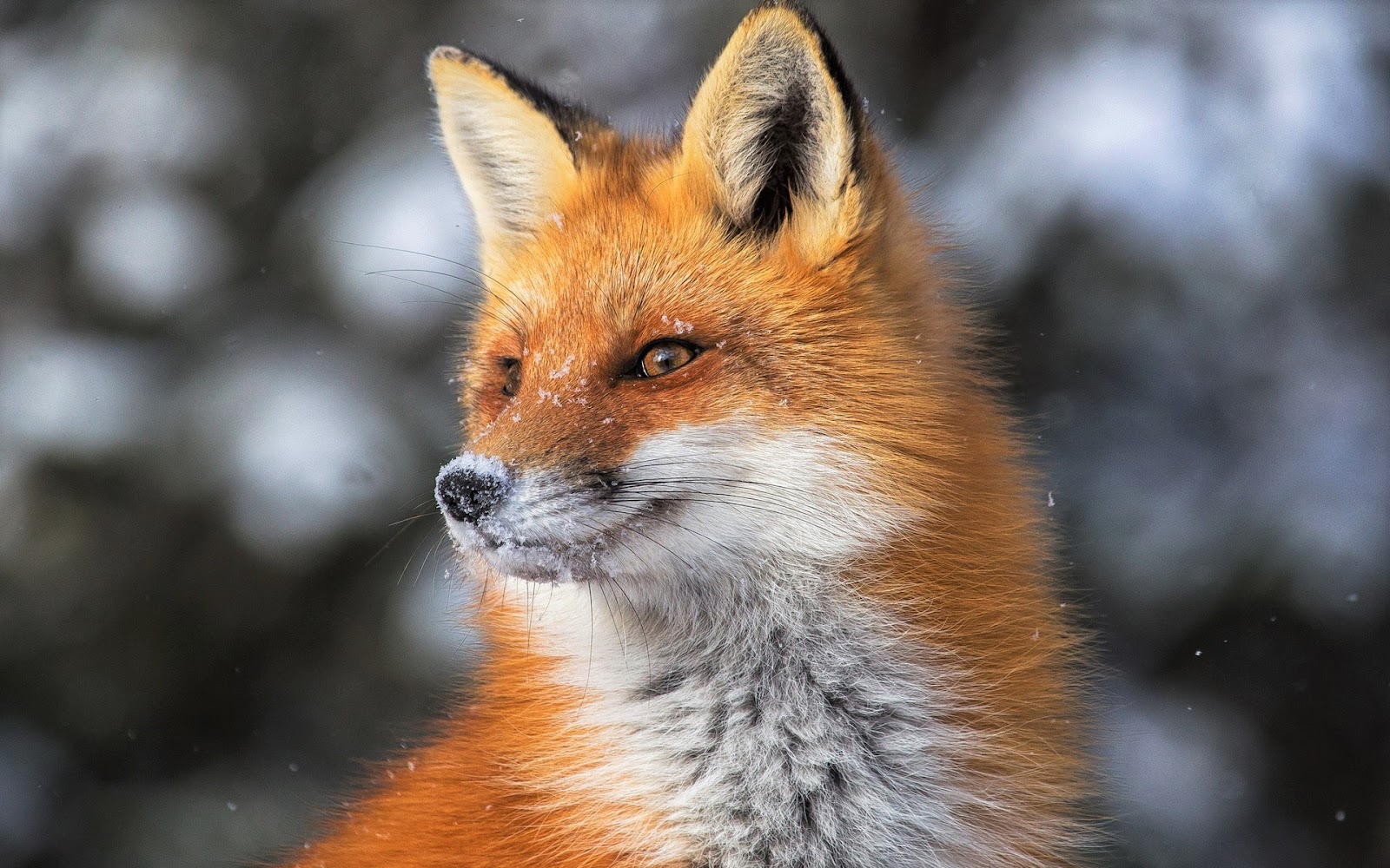 Red Foxes Habits