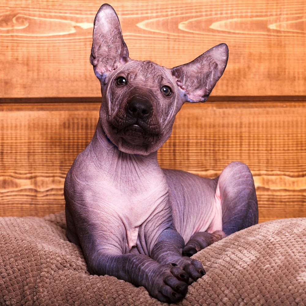 Xoloitzcuintli puppy