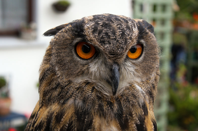 the intense stare of an owl's red eyes - Image of Birthstones, An image of a piece of raw Baltic amb