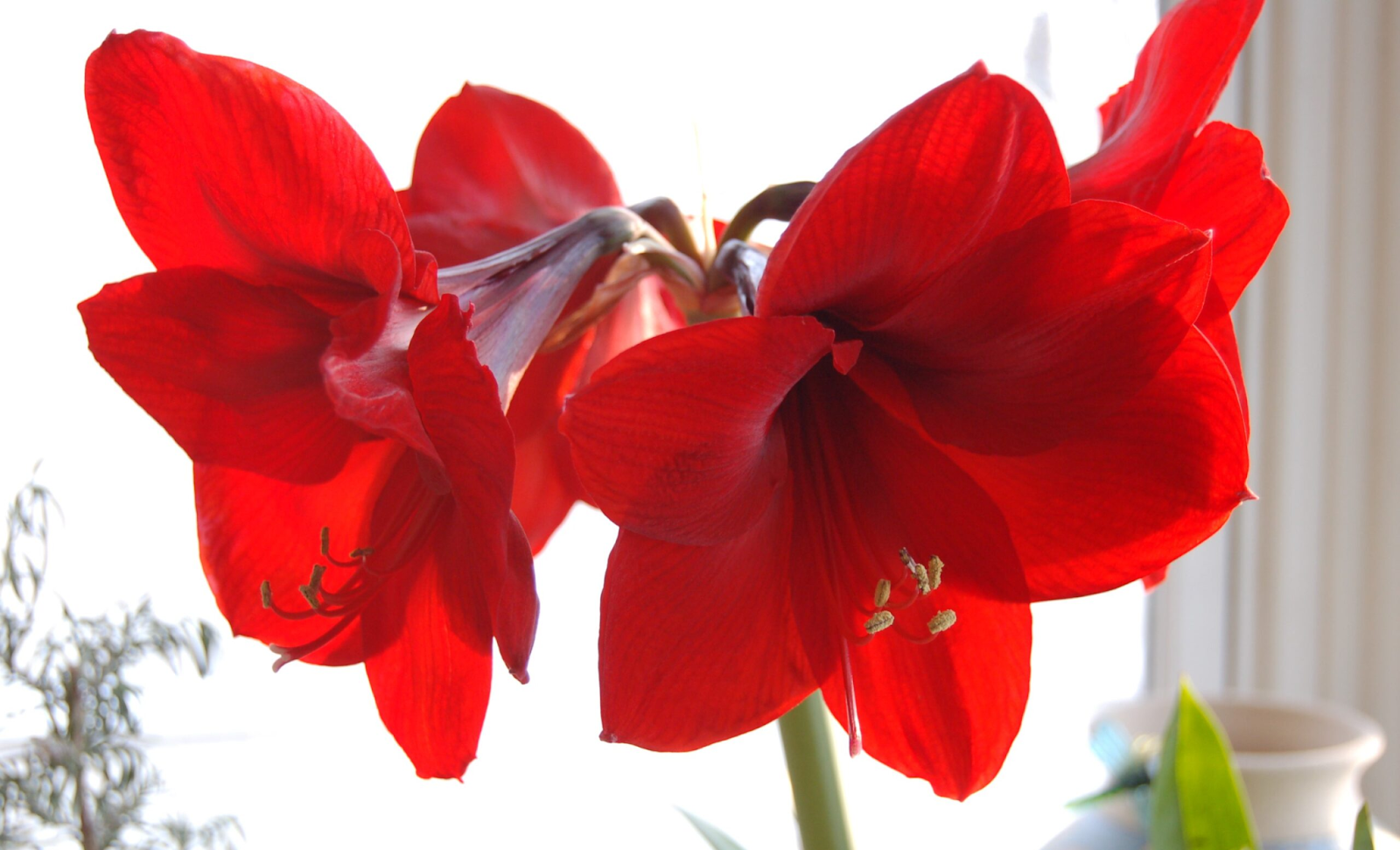 Amaryllis (Hippeastrum)