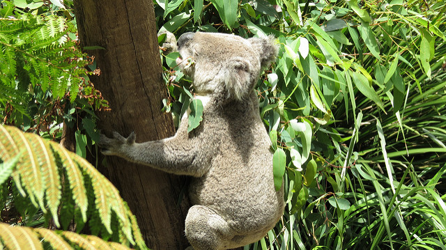 Taronga Zoo, Sydney, New South Wales, Australia
