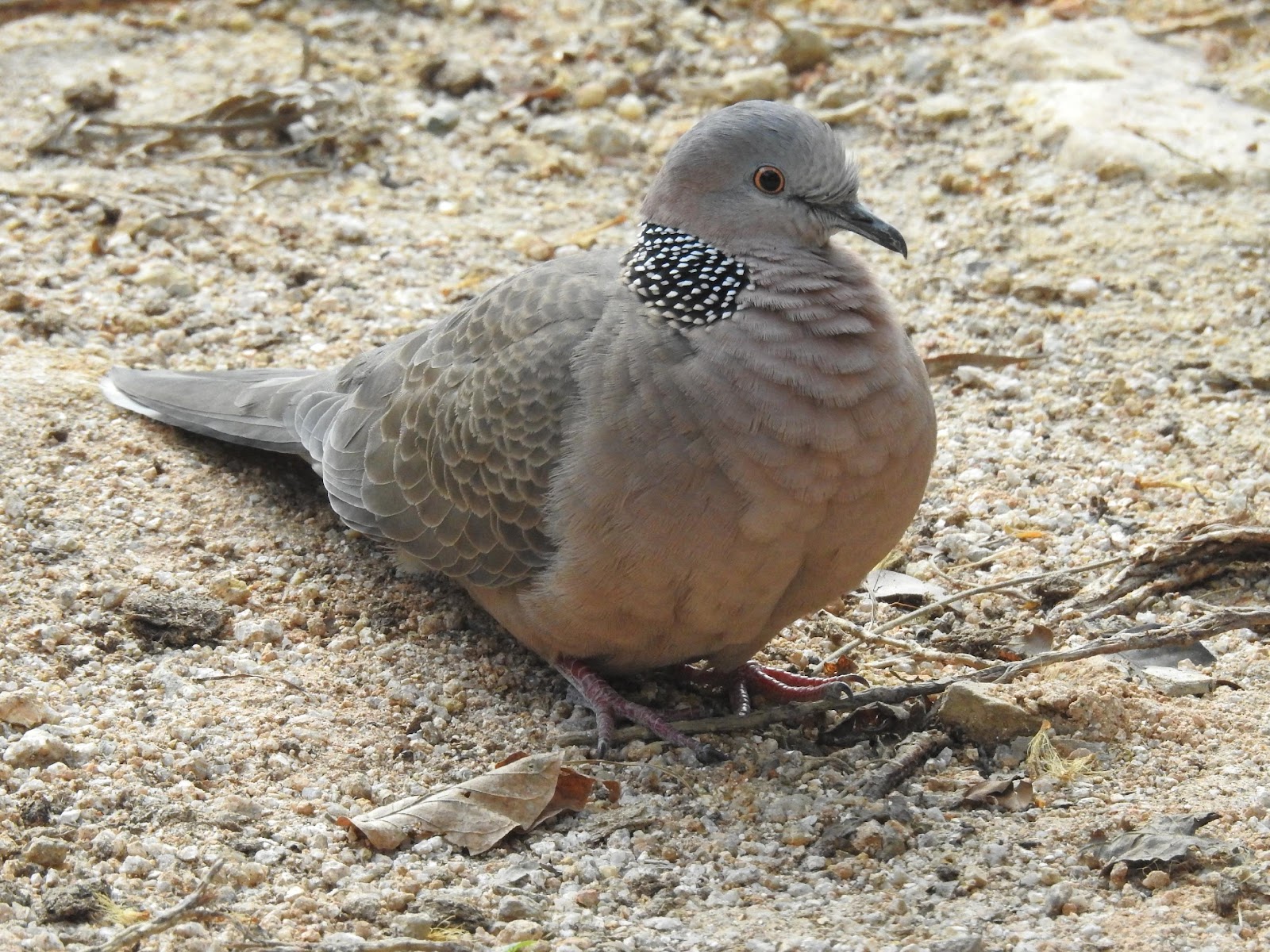 生活-動物保育-好去處-海洋公園-生態調查