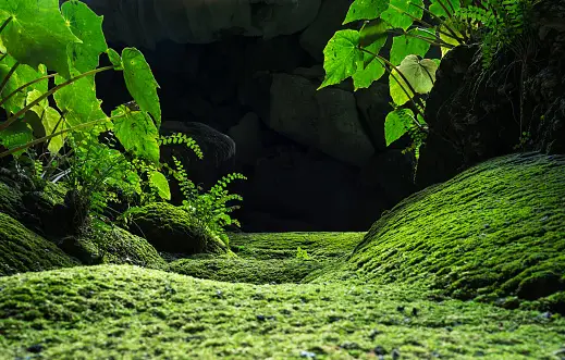 Vegetation cover in Song Doong Cave